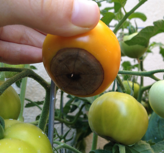 How to Reduce tomatoes cracking vegetable_gardening How to Reduce tomatoes cracking vegetable_gardening