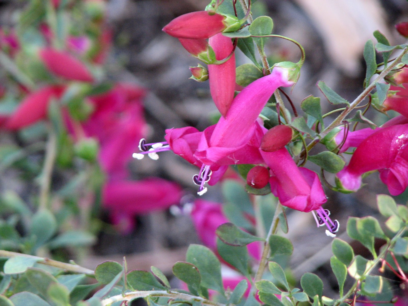 Native Plant Photography Eremophila brevifolia Lipstick Bush Flower