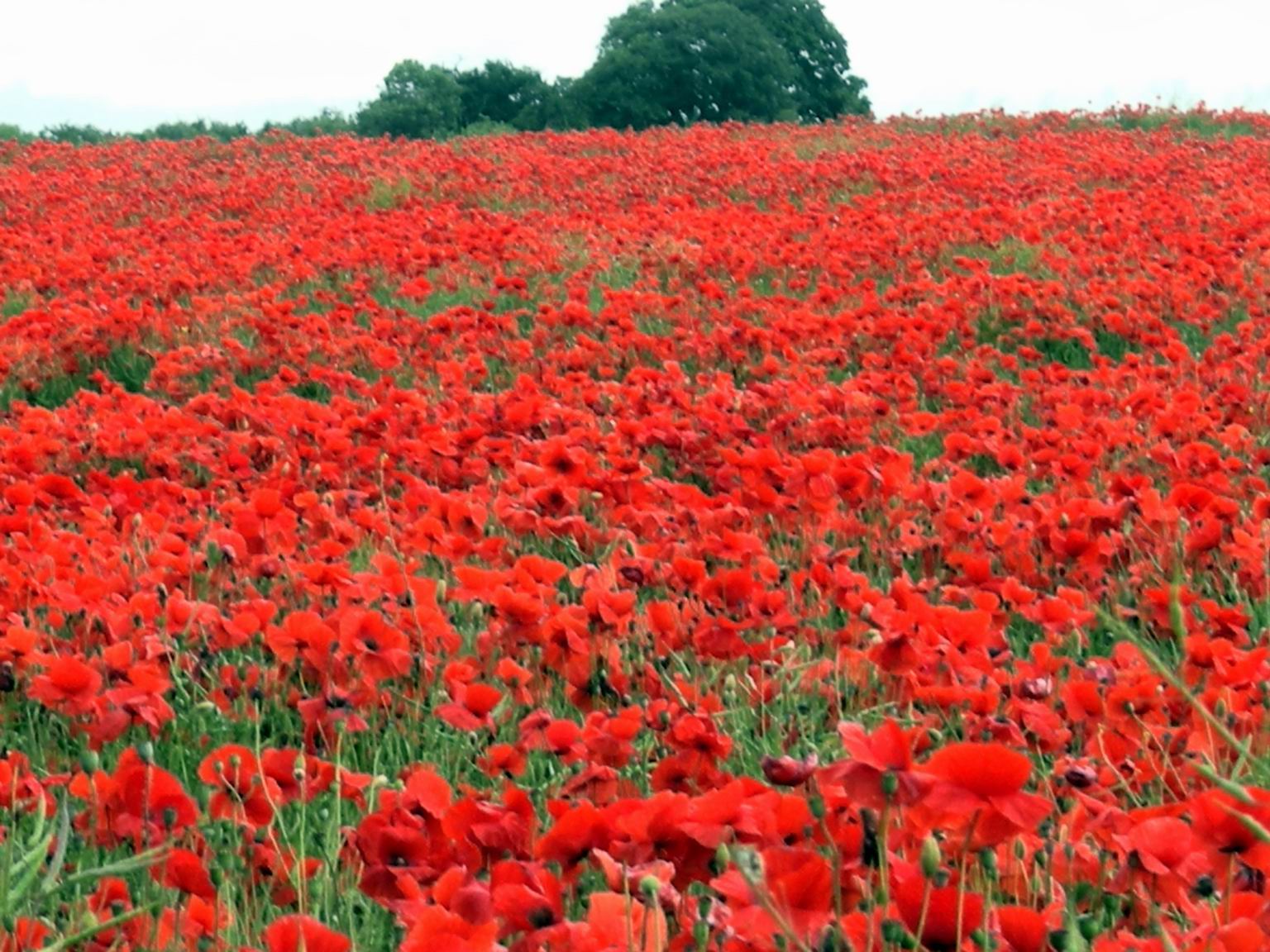 Красный мак маковое поле бахчисарай. Маки в горах. Red field. Поле роз. Поле маков.