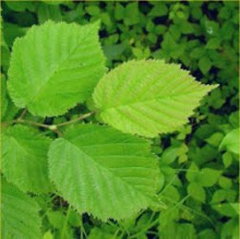 Hazel Leaves