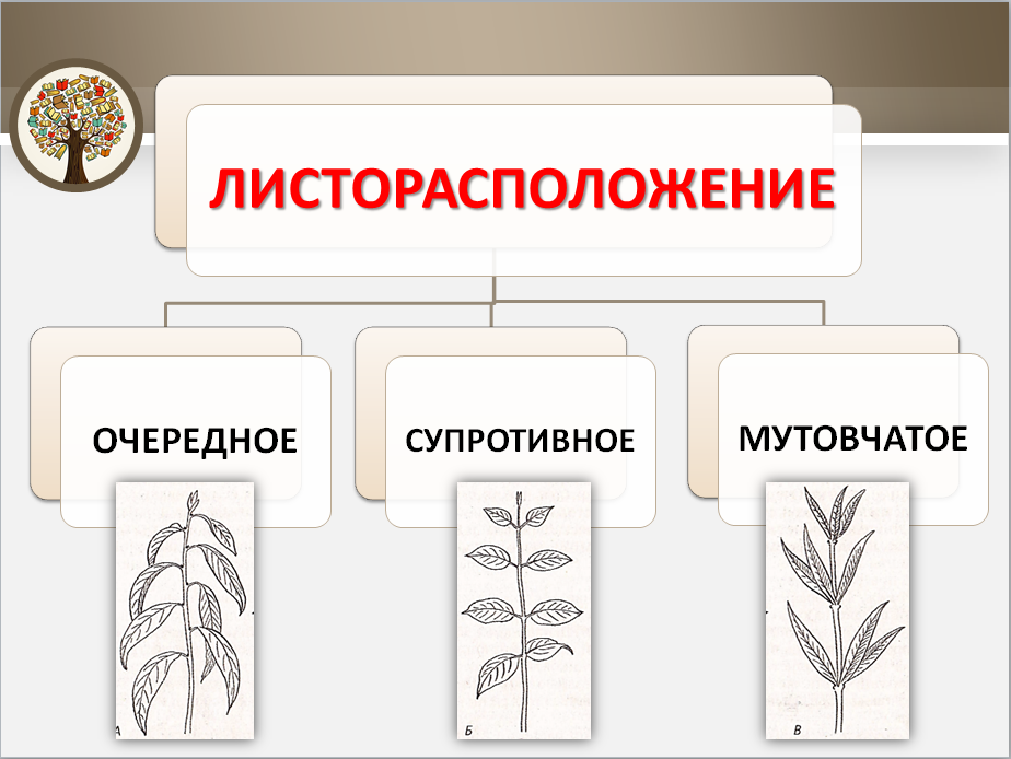 Мутовчатое листорасположение яснотка. Тип листорасположения у пшеницы. Тип листорасположения у пшеницы. Листорасположение пшеницы. Очередное супротивное мутовчатое листорасположение.