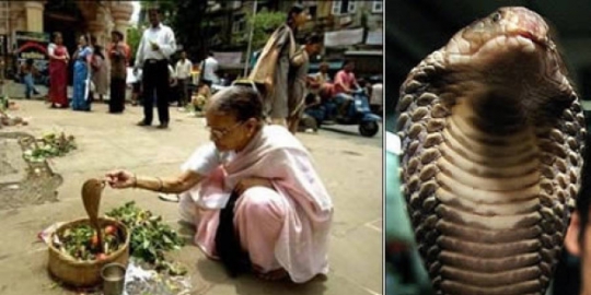 Edan, Orang-Orang Ini Menikah Dengan Hewan Edan, Orang-Orang Ini Menikah Dengan Hewan
