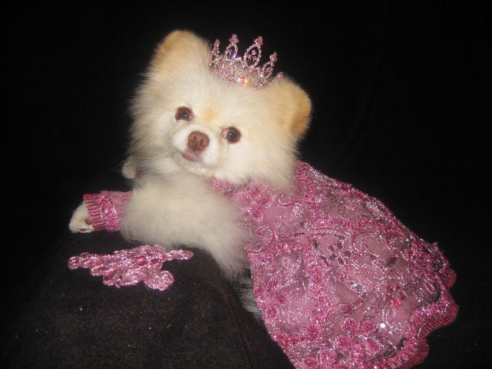 Chloe's World Diva Dog Pageant