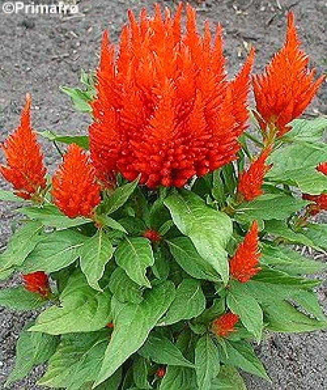 Flora de Puerto Rico Ilustrada Papo Vives AMARANTHACEAE CELOSIA