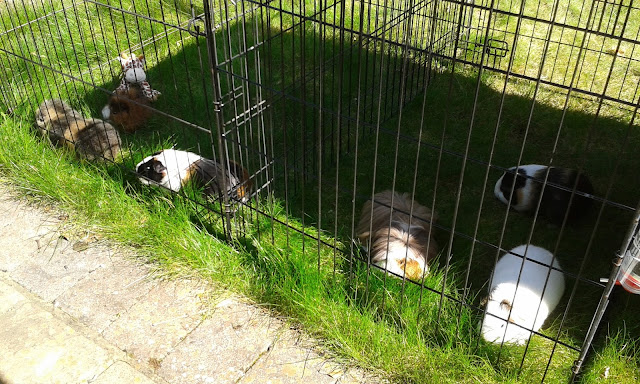 Six guinea pigs and a giraffe enjoying the grass and sunshine guinea pigs giraffe grass sunshine