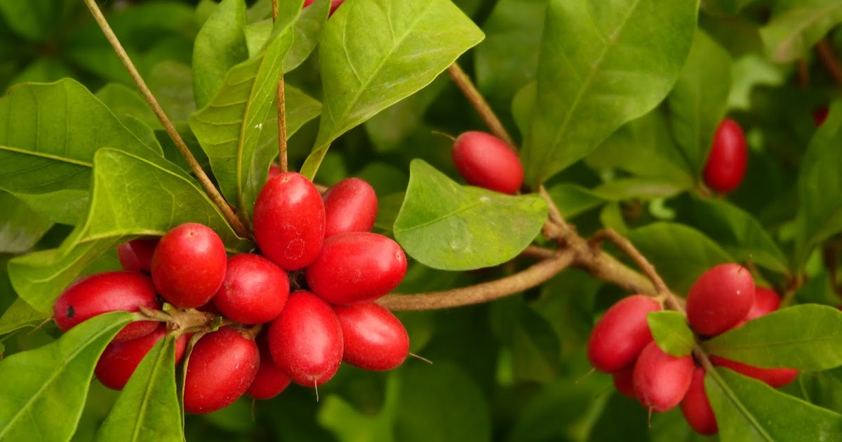 PLANTAS INCRÍVEIS A FRUTADOMILAGRE ( Synsepalum