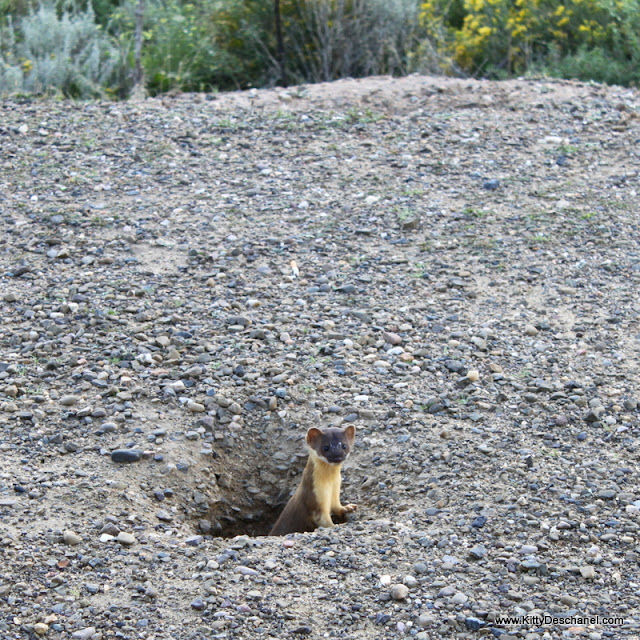 wild ferret in Angel Fire, NM