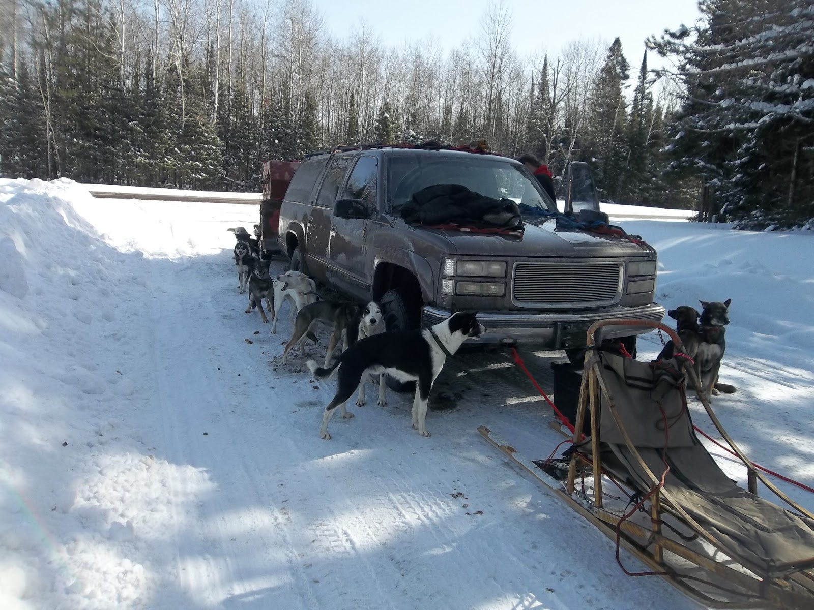 Ravenwood Kennel Mushing the Western U.P. First Dog Haul with the New