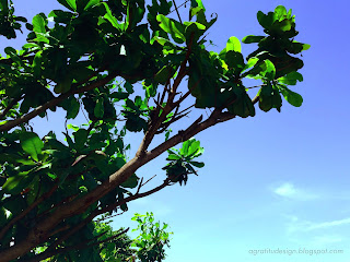 Leaves And Stems Of Tropical Beach Shady Tree Terminalia Catappa On Sunny Day