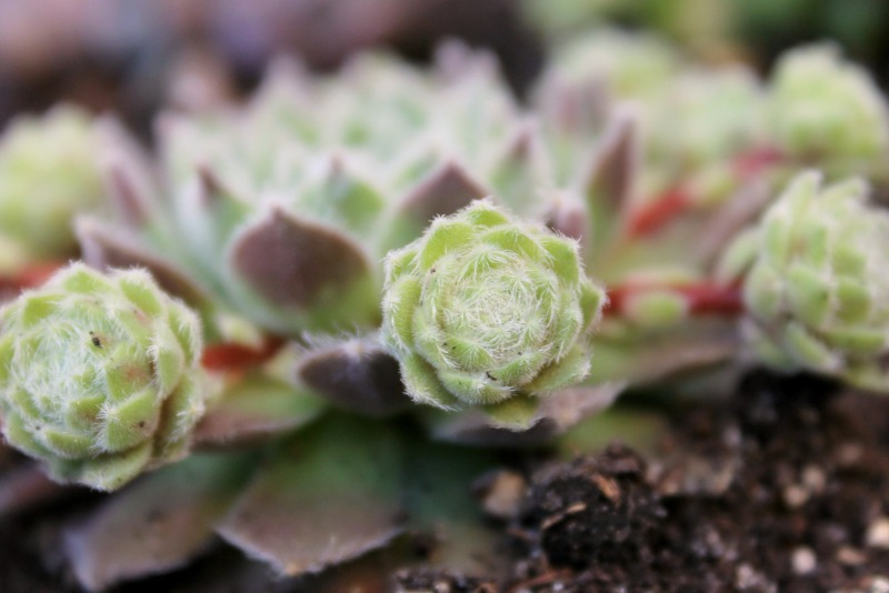 Sempervivum Sempervivum