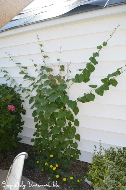 Vine Growing On A Trellis