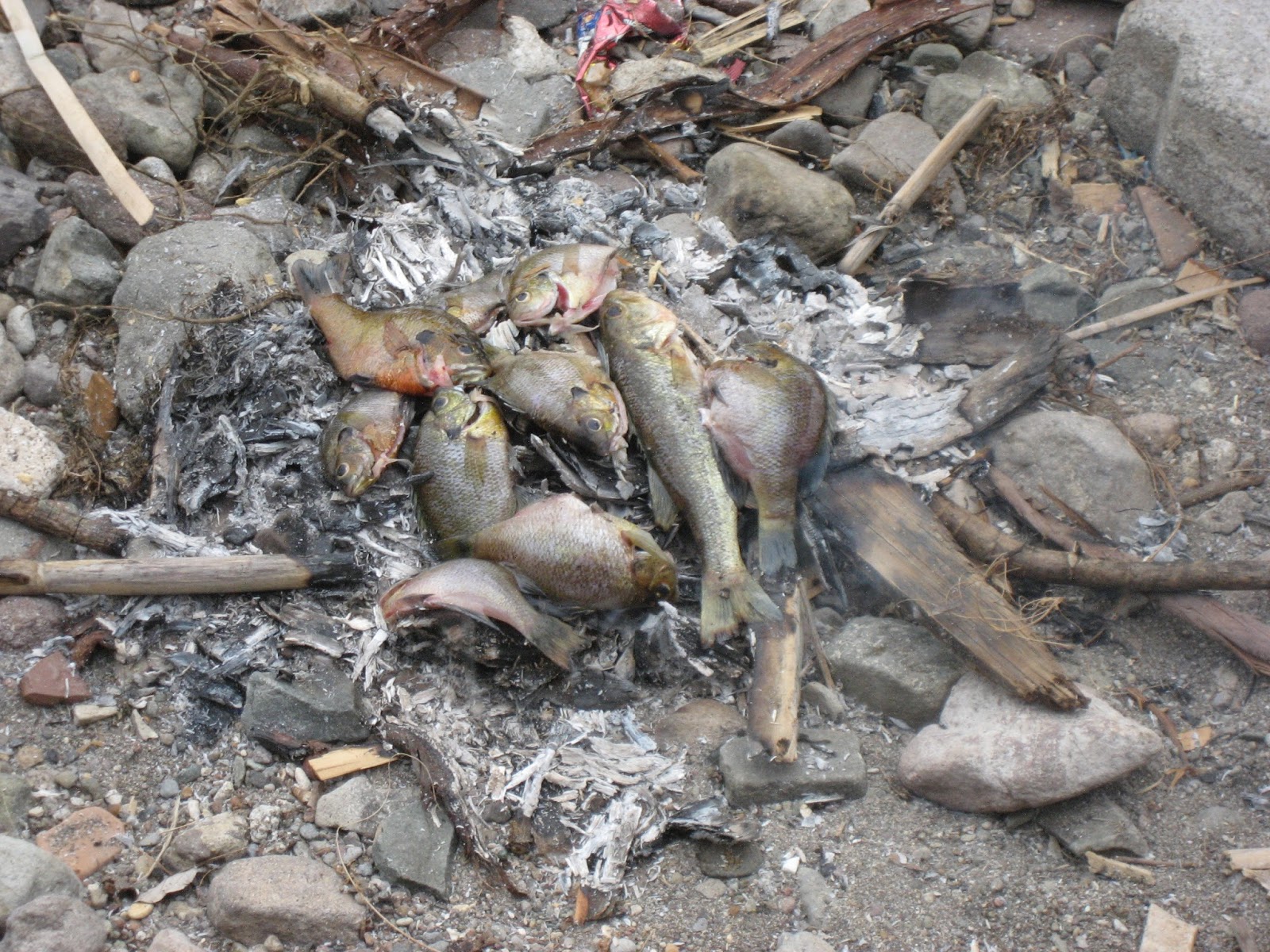 Living Rootless Lake Atitlan, Guatemala Fresh Fish on the Fire