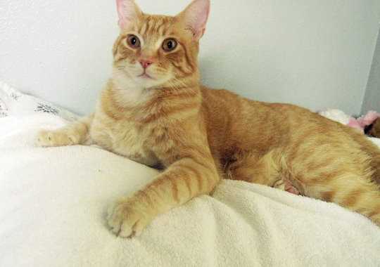 Orange Tabby Cat on Blanket
