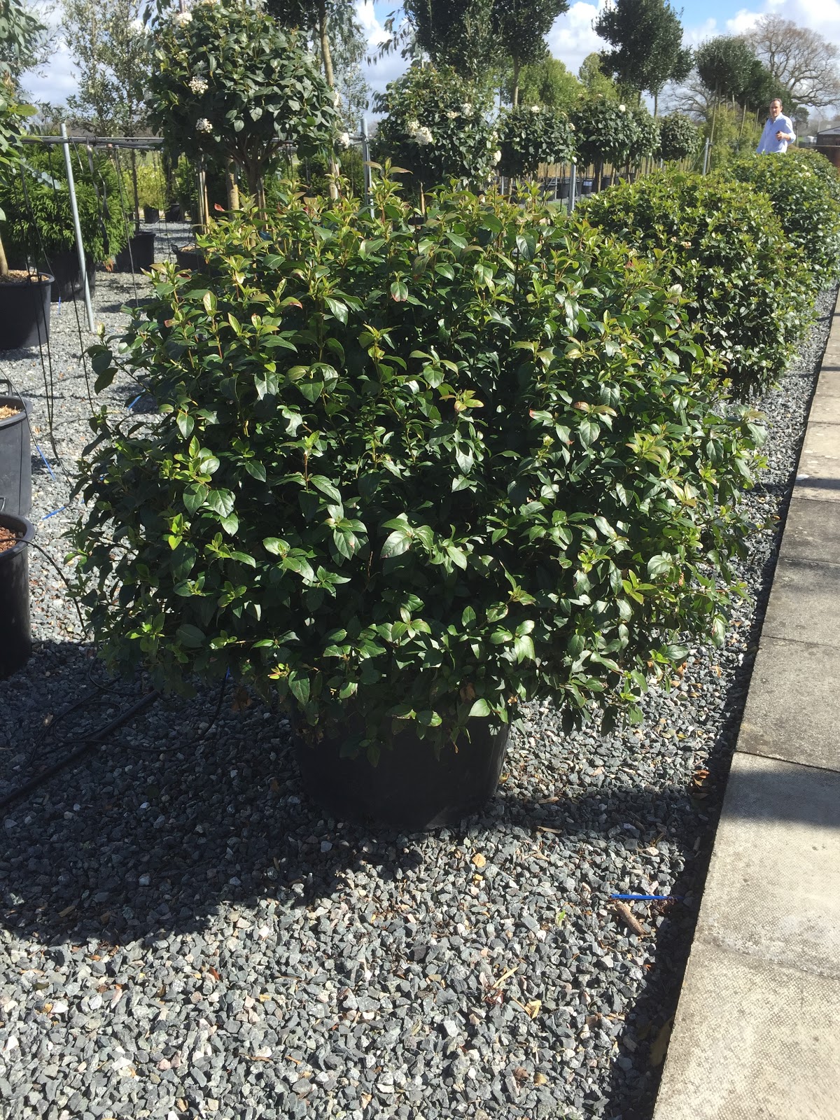 Planting Lollipop Trees Elaeagnus Ebbingei