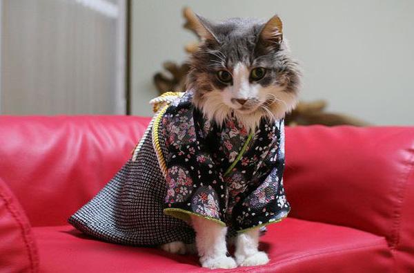 Ngộ nghĩnh trào lưu mèo mặc Kimono điệu đà như người