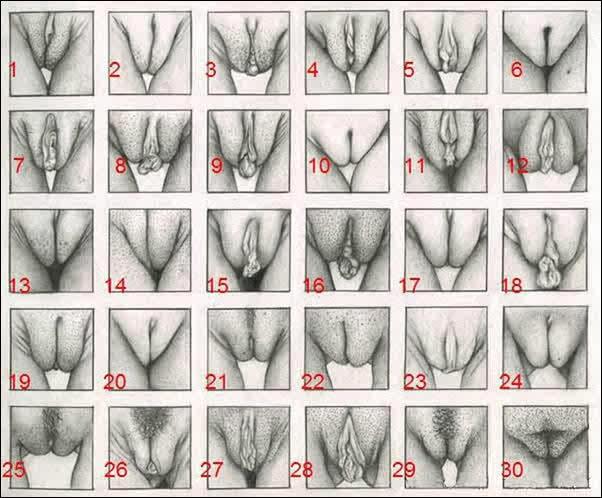 30 Tipos De Vaginas