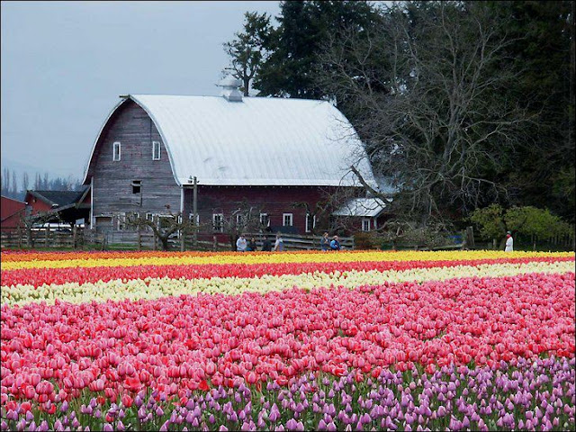 شهر مايو في هولندا موسم حصاد زهرة التوليب
