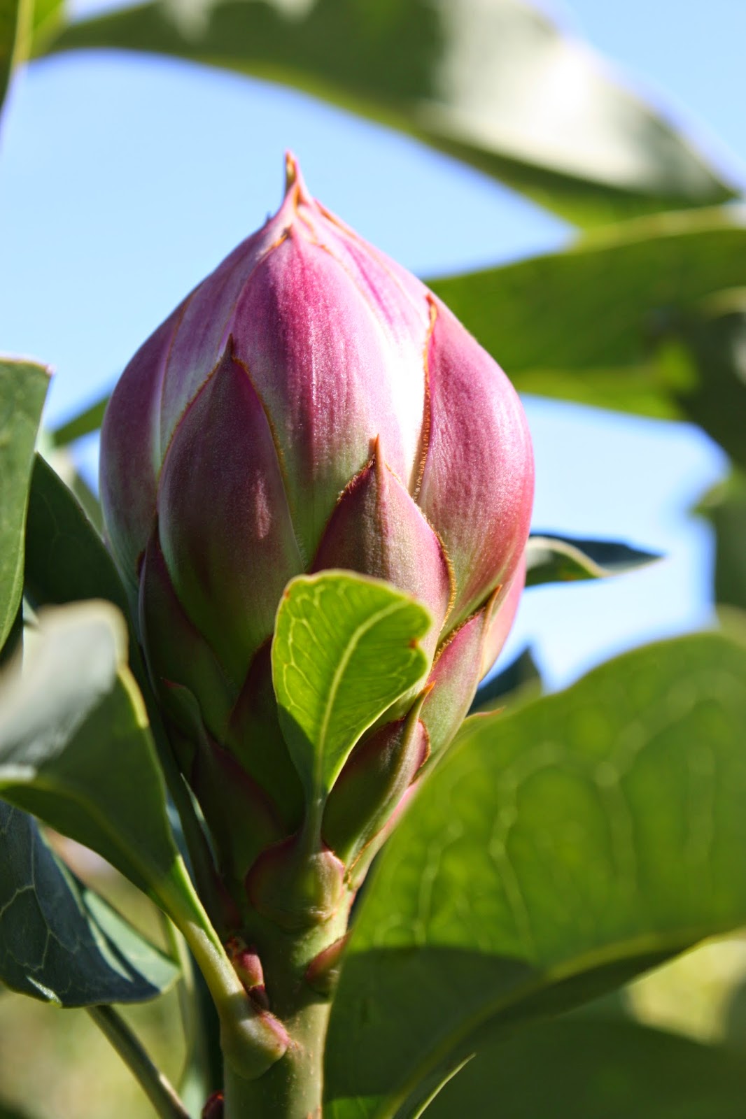 Swallows Nest Farm Waratah!