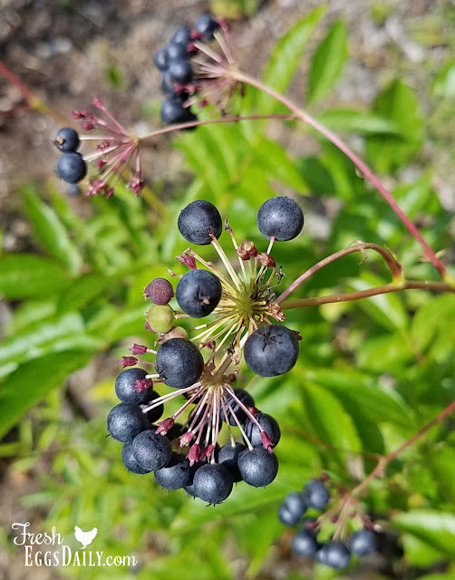 Wild Berries on our Farm in Maine Fresh Eggs Daily® with Lisa Steele