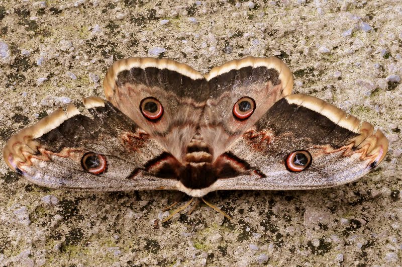 J.L.Gorria: Polilla Gigante