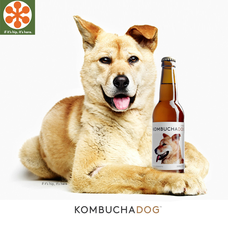 Kombucha Dog Bottled Beverages