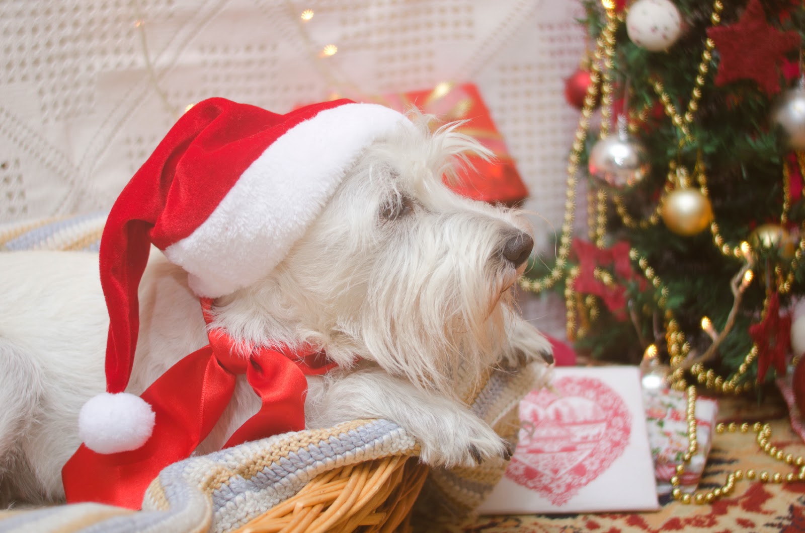 Reunion Veterinary Hospital, PLLC Giving A Pet As A Gift