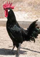 GALLINOS DE LA RODA: GALLINA CASTELLANA NEGRA