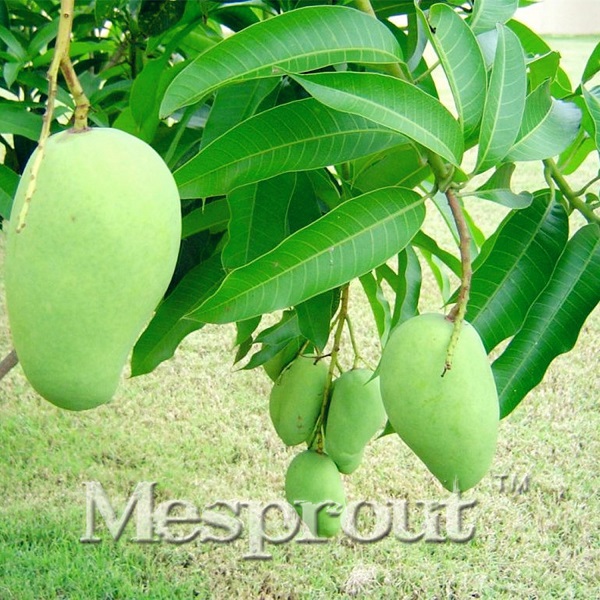 mango seed PRODUCTCHINA