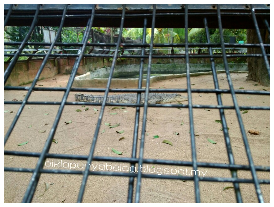 Taman Buaya dan Reakresi, Melaka : Tempat beriadah terbaik untuk seisi keluarga. Sambil beriadah, sambil tengok buaya! Taman Buaya dan Reakresi, Melaka : Tempat beriadah terbaik untuk seisi keluarga. Sambil beriadah, sambil tengok buaya!
