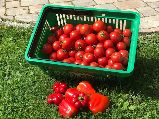 Tomaten und Paprika Ernte (c) by Joachim Wenk Tomaten und Paprika Ernte (c) by Joachim Wenk