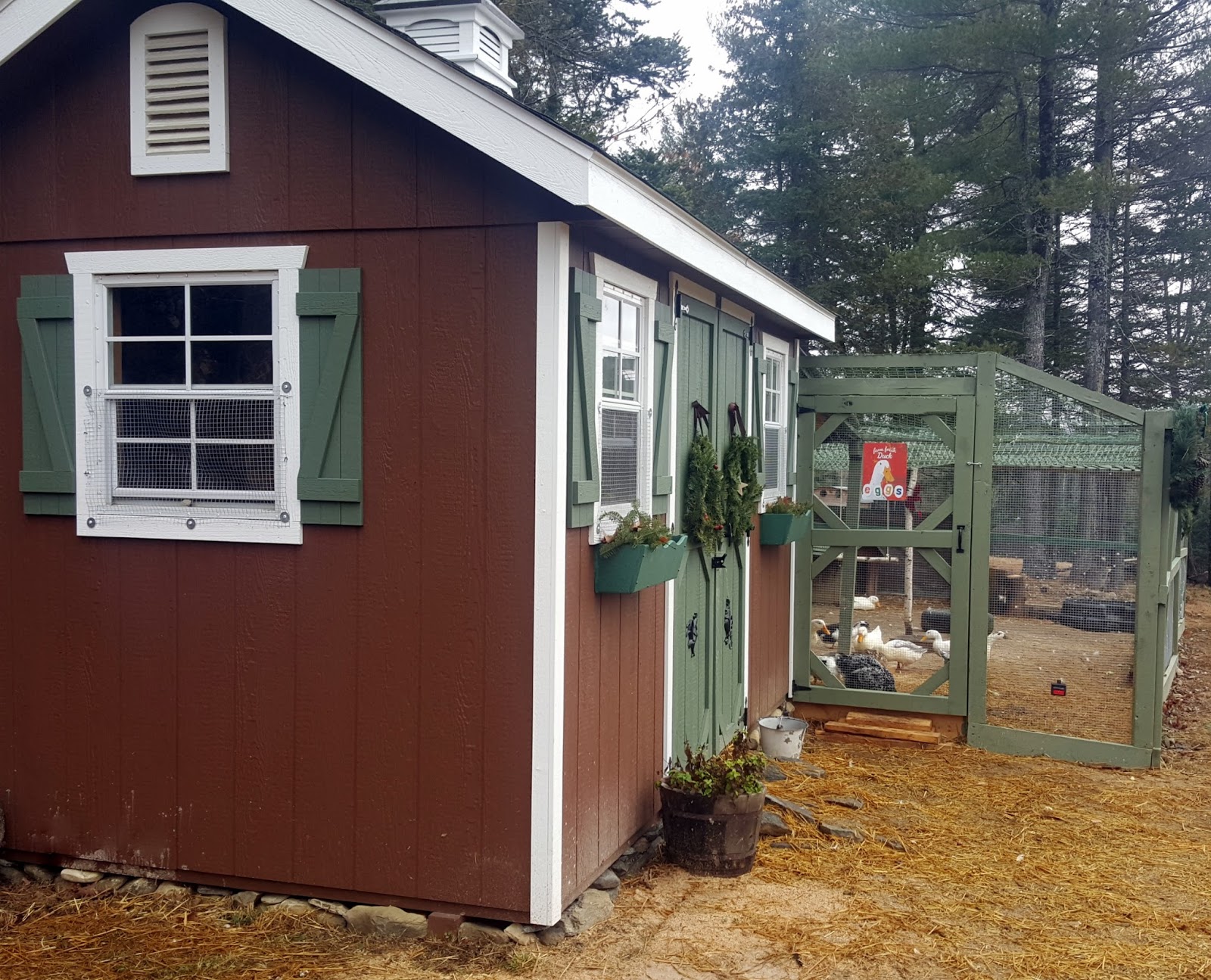 Come Tour my New Chicken Coop from Horizon Structures Fresh Eggs