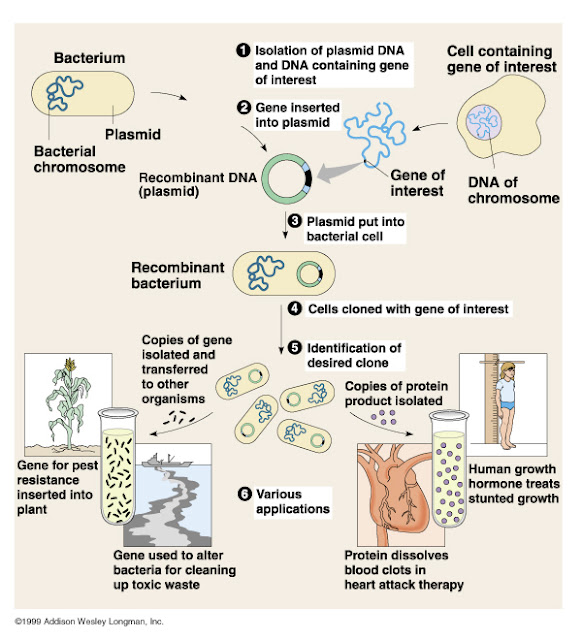 Biology - The Study Of Life: Recombinant DNA Technology