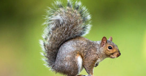 Erek Erek Tupai 2d 3d 4d Arti Mimpi Dan Angka Mimpi Tupai Erek Erek