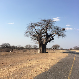 Botswana y Cataratas Victoria. Viaje por libre de 19 dias - Blogs de Botswana - Día 8: De Moremi a Chobe, cruzando Savuti (12)