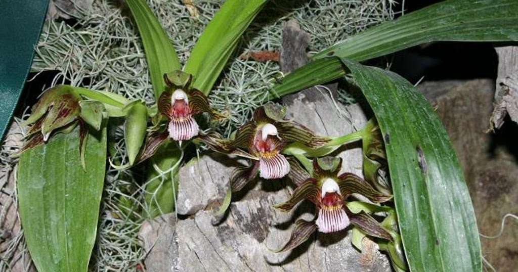 ORQUIDEAS MEXICANAS Galeottia grandiflora