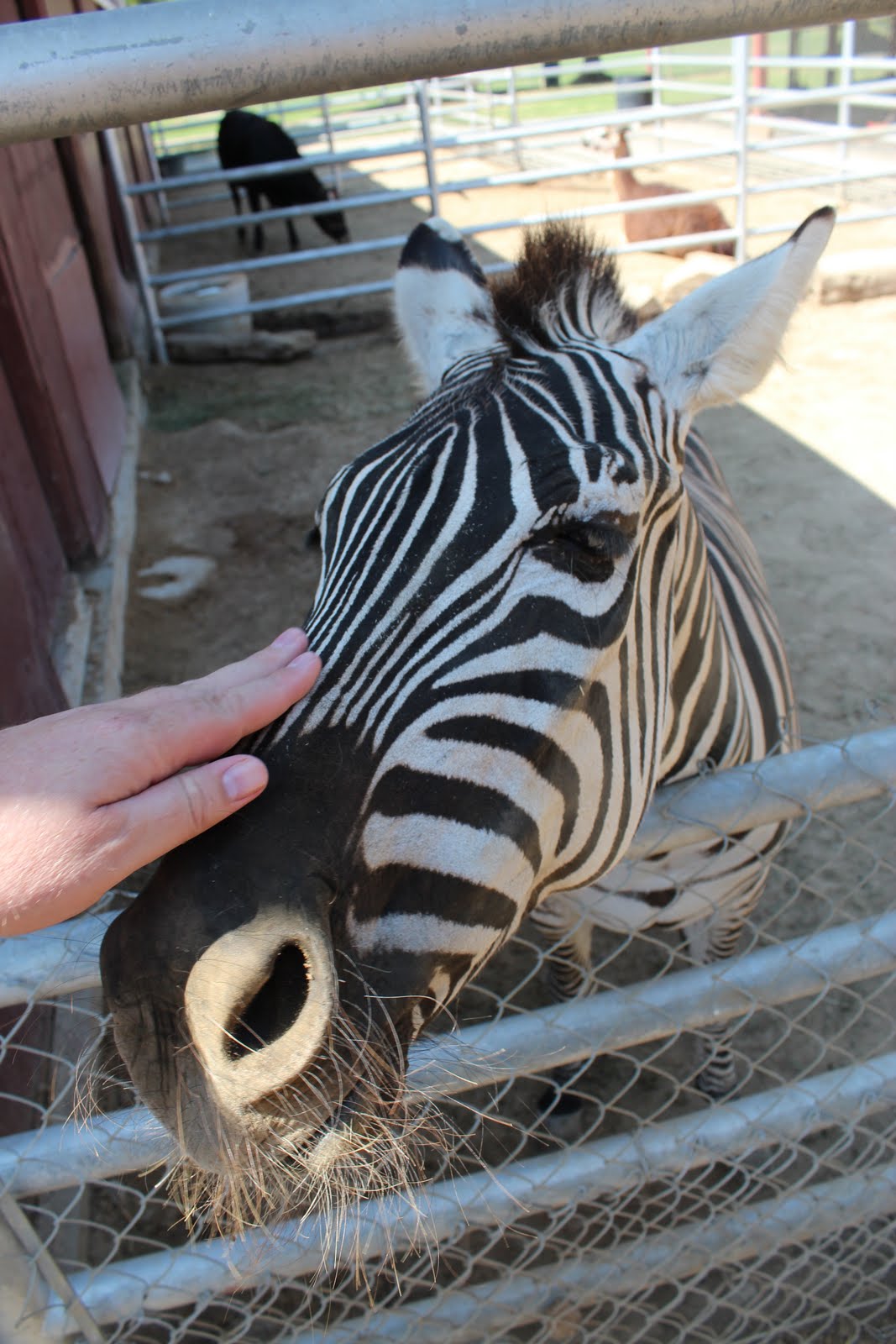 Montebello Barnyard Zoo Ever petted a Zebra? Best petting zoo in Los