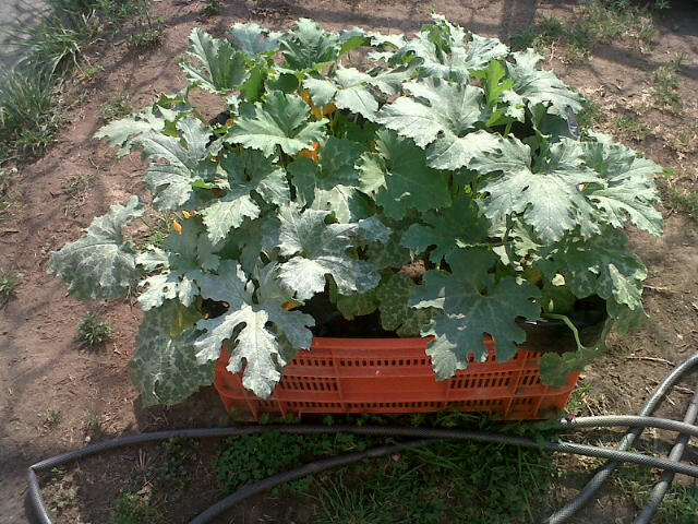 Entorno Animal 1280 am: Un huerto en tu casa