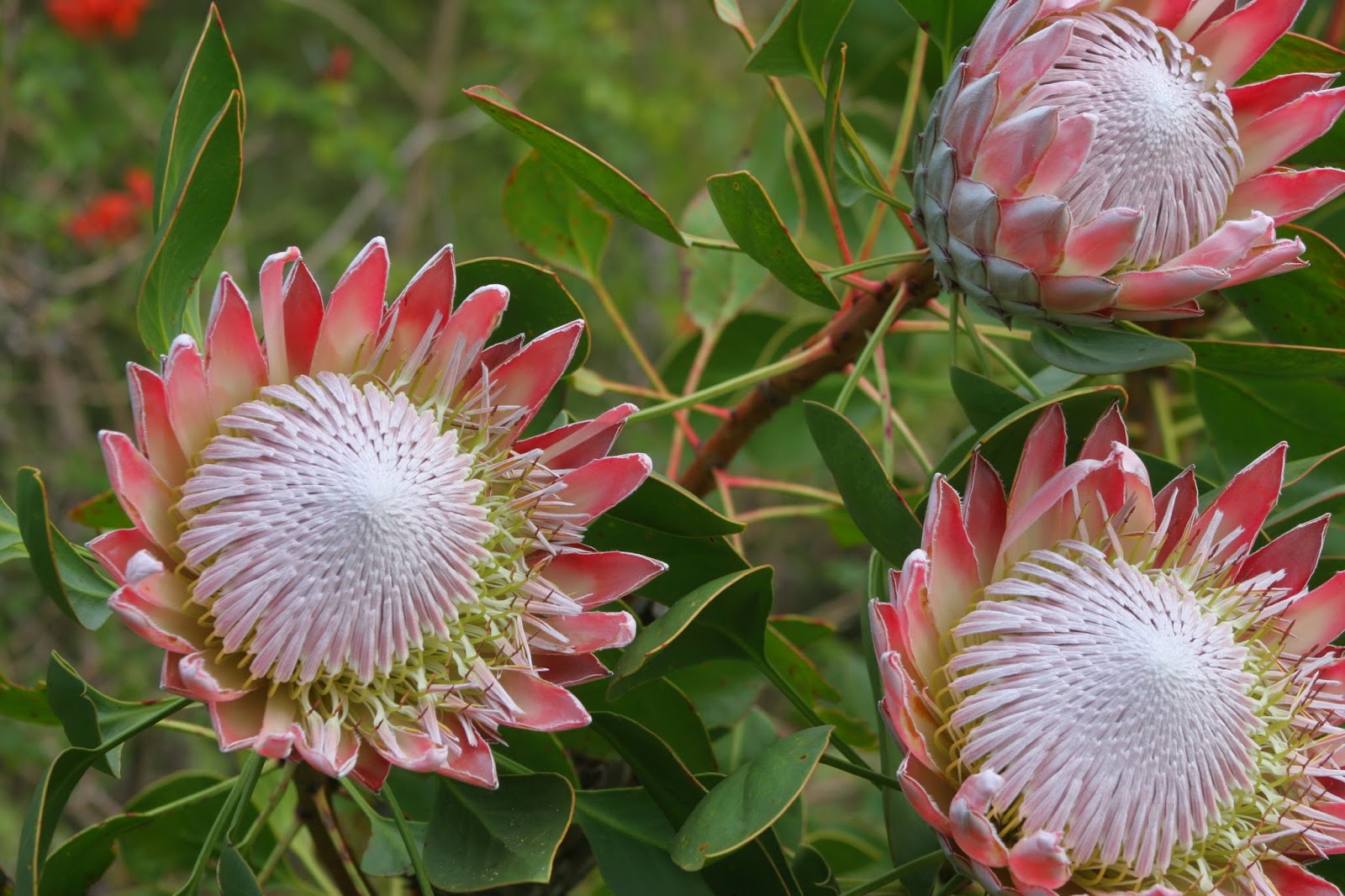 Plant World Protea cynaroides