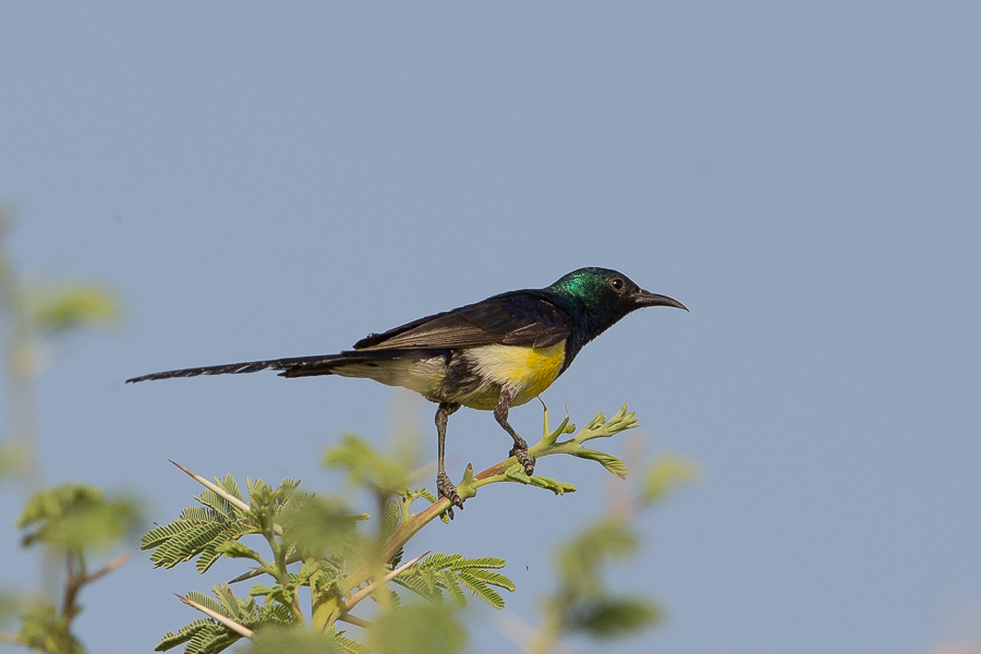 Nile Valley Sunbird