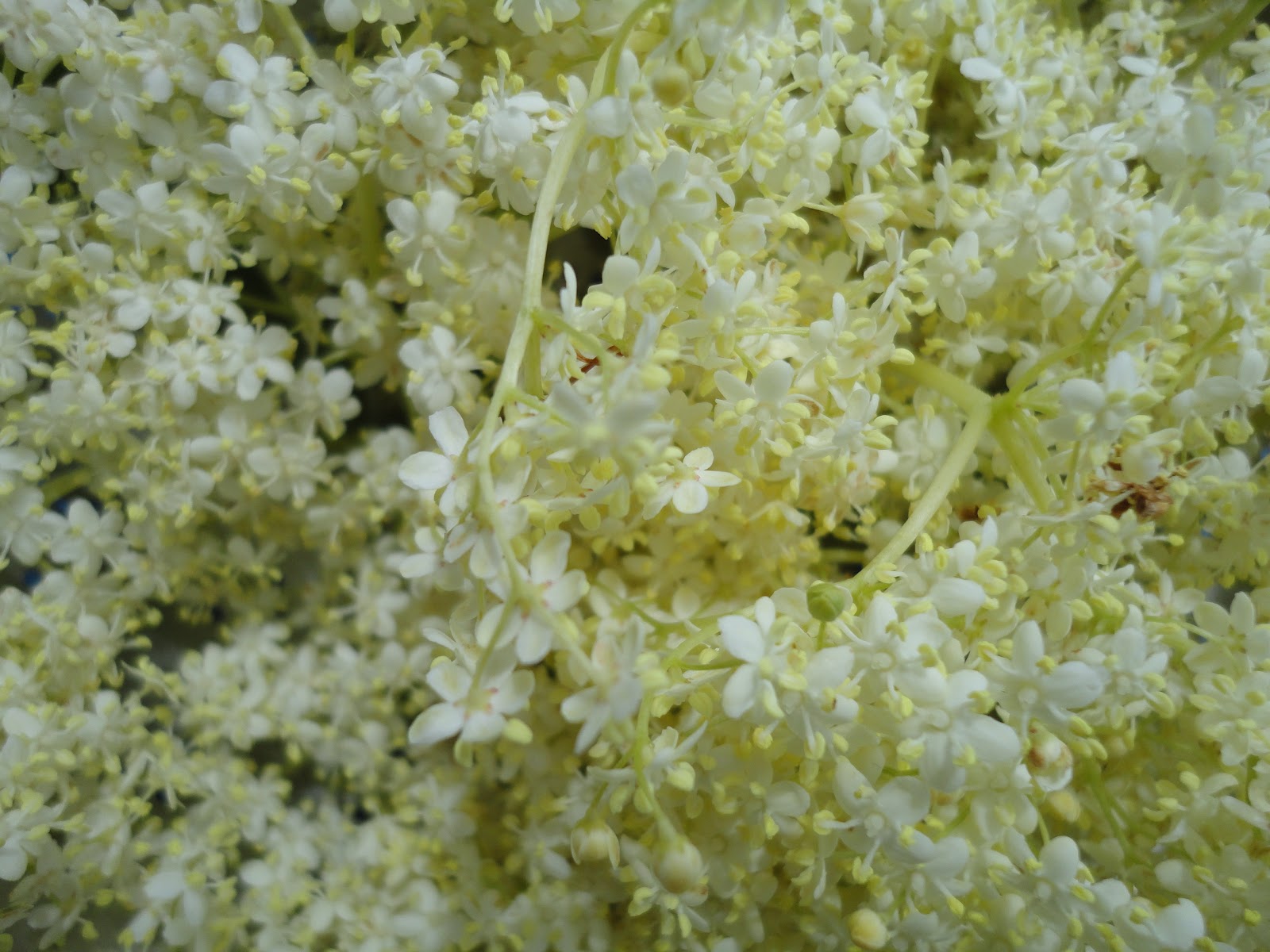 Blütenzimmer: Holunderblüten-Sirup