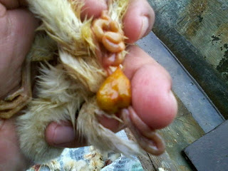 Anak Ayam yang terserang Omphalitis