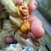 Ini Penyebab Anak Ayam Anda Terkena Penyakit Pusar (Omphalitis atau Mushy Chick Disease)