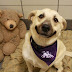 Things You Should Know Before Getting A Dog thumbnail
