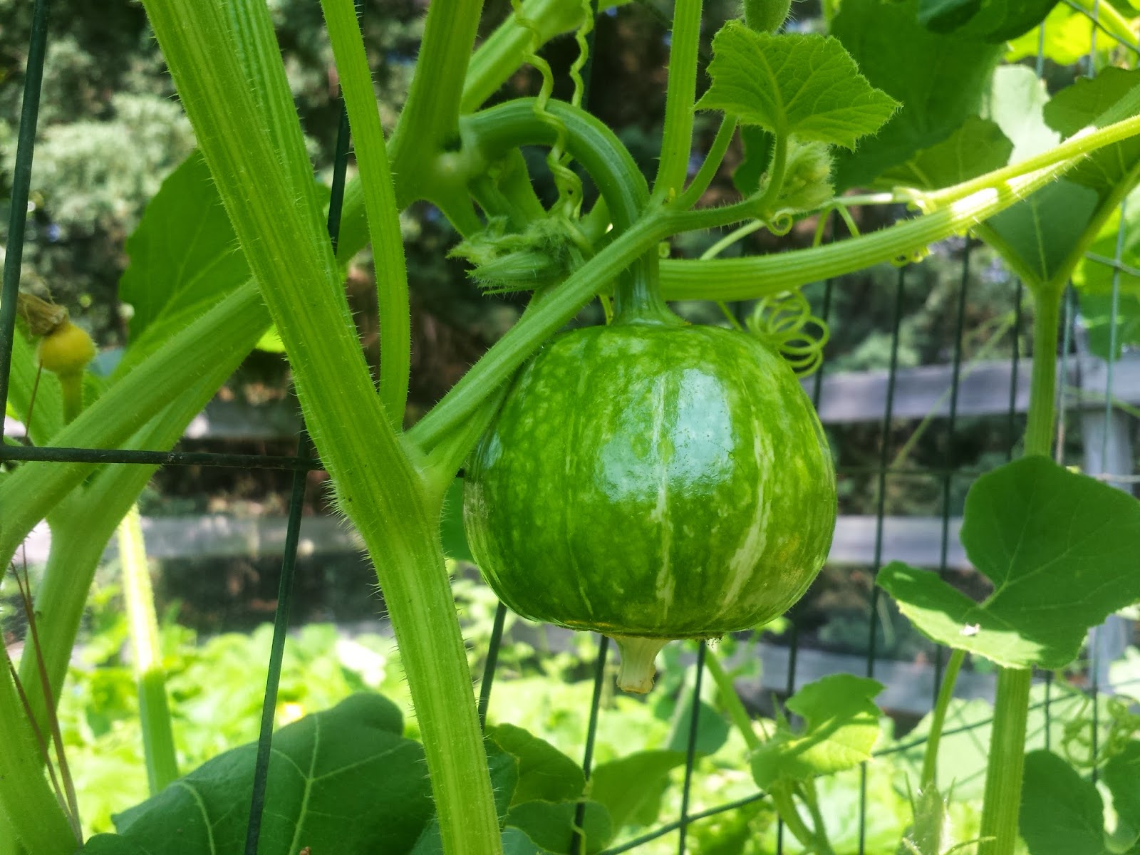 Our Melon and Squash Garden The Harvest Fresh Eggs Daily® with Lisa