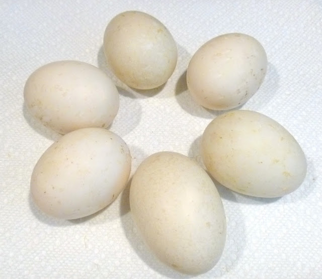 Duck Egg Hatching Chart