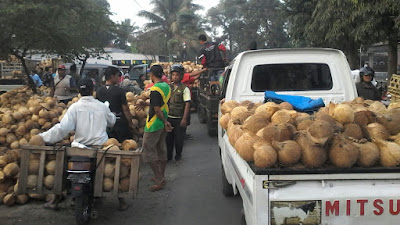 MURAHNYA HARGA KELAPA DIDUGA DIMAINKAN PARA TENGKULAK