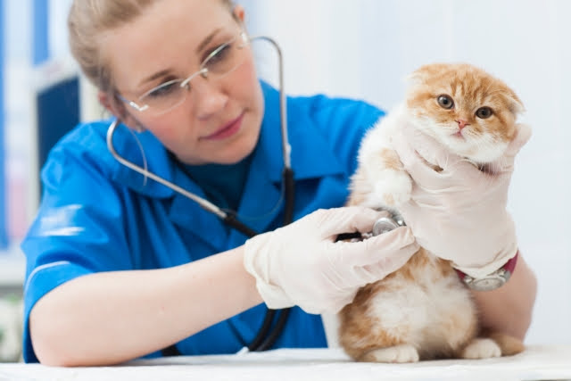 коте больница