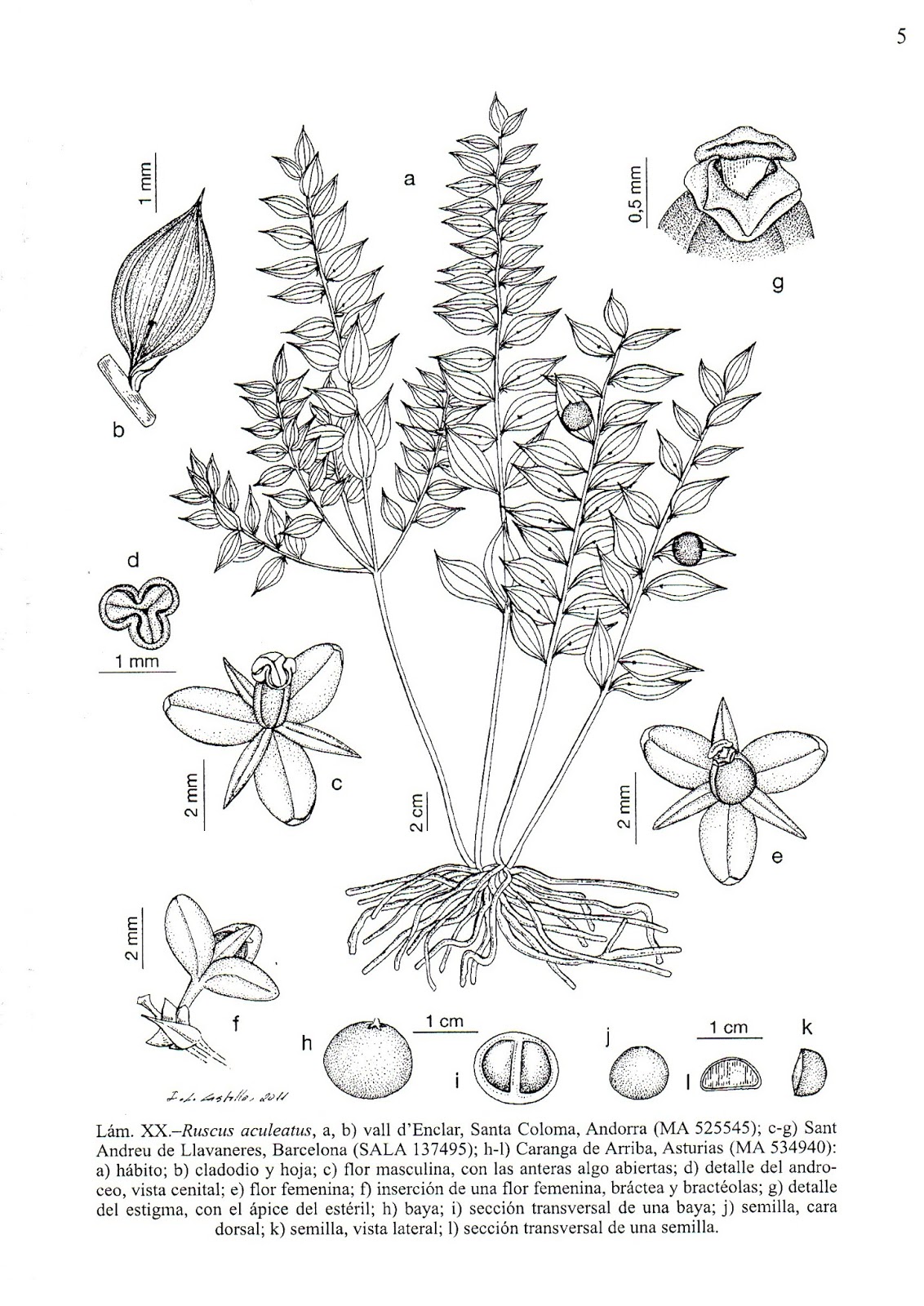 Dr. Luis B. GUERRERO CABRERA: RUSCUS ACULEATUS