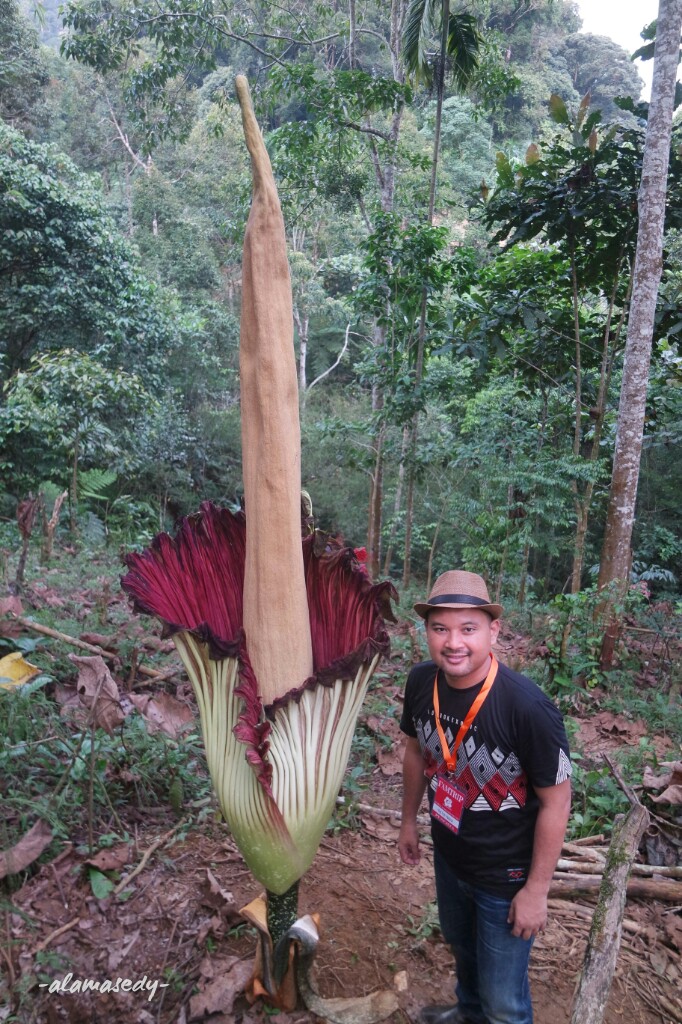 Rafflesia Arnoldii Bukan Bunga Bangkai Alamasedy