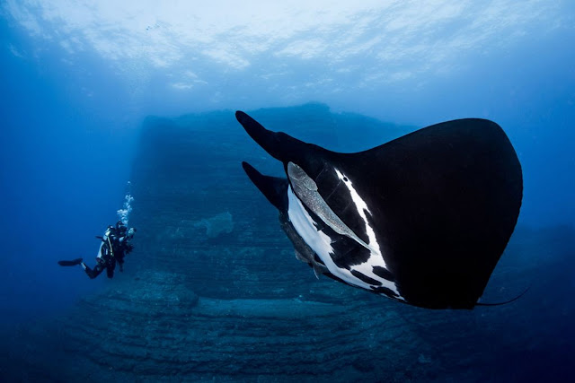 8. Гигантский морской дьявол. Это самый крупный из скатов, ширина тела отдельных особей достигает 9.1 м (в основной массе 4—4.5 метра), а масса крупных экземпляров — до 3 тонн. (Фото Alvin Cheung | The Ocean Art 2018 Underwater Photography Competition):
